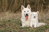 BERGER BLANC SUISSE - ADULTS ET PUPPIES 013